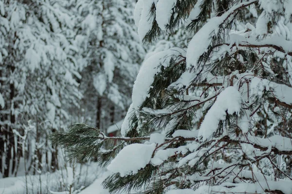 Vacker Bild Magisk Vit Snöig Skog — Stockfoto