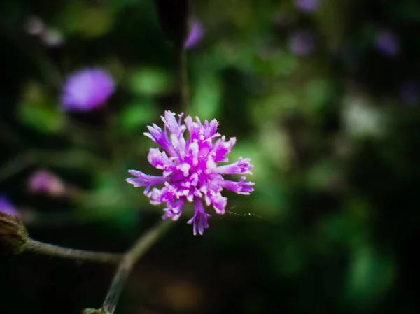 Een Mooi Shot Van Verse Heldere Bloemen — Stockfoto