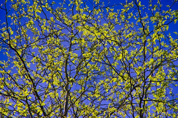 Bir Sürü Dalları Yeşil Yaprakları Olan Mavi Açık Gökyüzü Arkaplanı — Stok fotoğraf