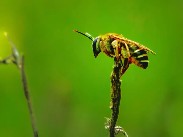 Una Macro Toma Una Avispa Hornet Sobre Pequeño Palo Aislado —  Fotos de Stock