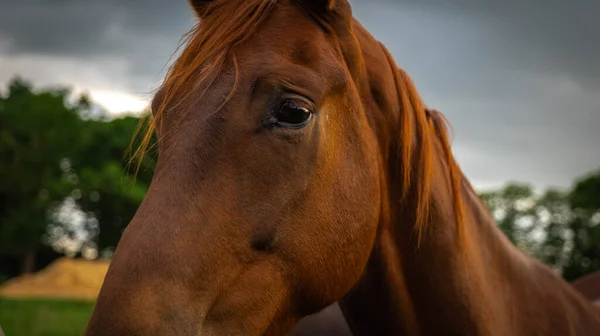 一幅美丽的画像 描绘了一匹棕色的马在田野里天空的背景 — 图库照片