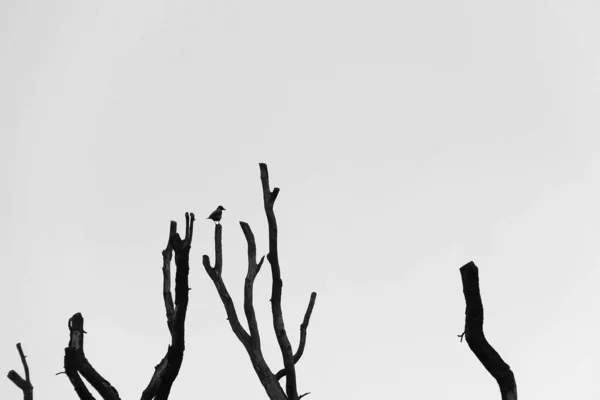 Eine Silhouettenaufnahme Eines Kleinen Vogels Der Auf Einem Trockenen Zweig — Stockfoto