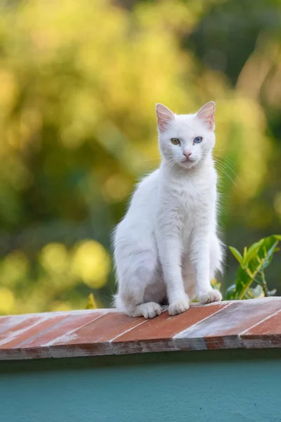 Foco Seletivo Gato Branco Com Dois Olhos Diferentes Contra Fundo — Fotografia de Stock