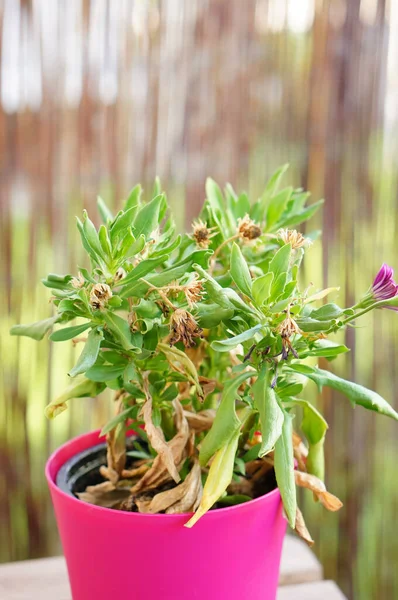 Primer Plano Las Plantas Verdes Crecimiento Maceta Rosa — Foto de Stock