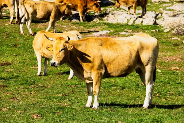 Uma Vaca Marrom Campo Verde Dia Ensolarado — Fotografia de Stock