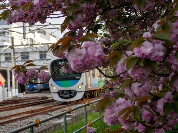 Selektiver Fokus Einer Bahn Mit Rosa Kirschblüten Vordergrund — Stockfoto