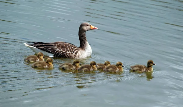 Die Graugans Und Ihre Gösslinge Schwimmen Auf Dem Wasser — Stockfoto