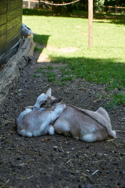 Shot Small Cute Goats — Stock Photo, Image