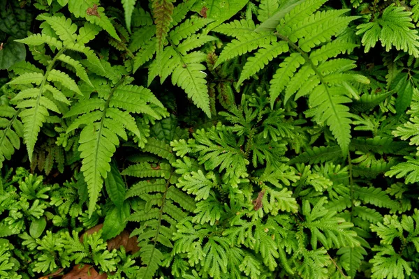 Närbild Grön Ormbunksblad Skog — Stockfoto