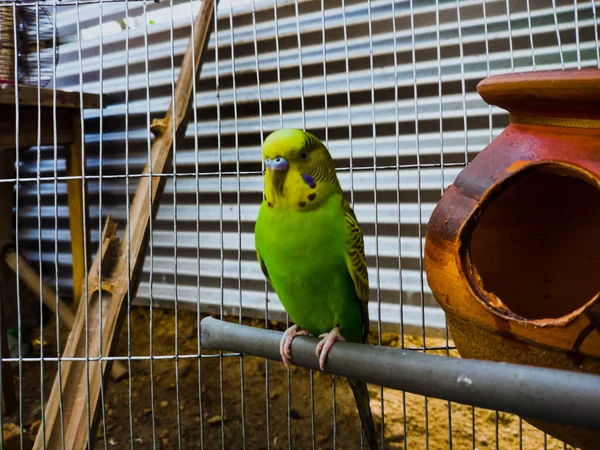 Μια Αξιολάτρευτη Budgerigar Κάθεται Στο Στύλο Στο Κλουβί — Φωτογραφία Αρχείου