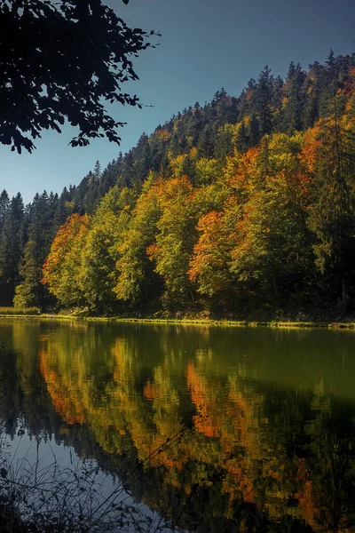 Ohromující Pohled Svěží Zelené Lesní Stromy Odrážející Řece Pod Jasným — Stock fotografie