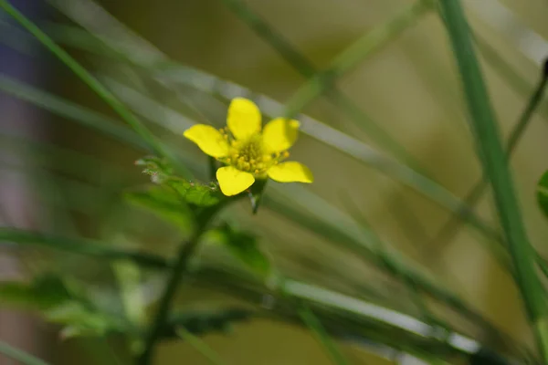 Primo Piano Piccolo Fiore Giallo Con Foglie Verdi — Foto Stock