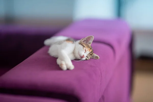 一只可爱的花纹猫咪躺在紫色沙发上 — 图库照片