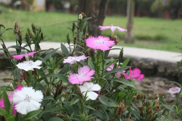 Close Flores Cravo Rosa Branco — Fotografia de Stock