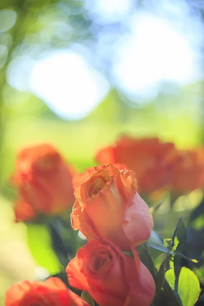 粉色玫瑰的垂直特写镜头 — 图库照片