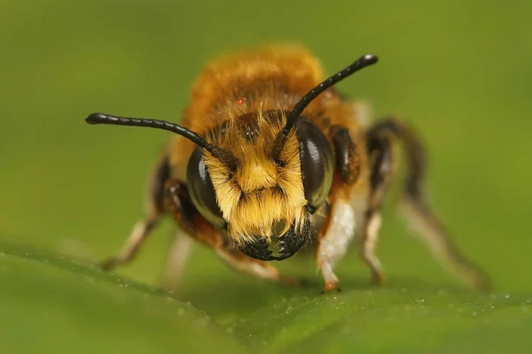 Egy Férfi Willughby Levélvágó Méh Közelsége Megachile Willughbiella Egy Virágon — Stock Fotó