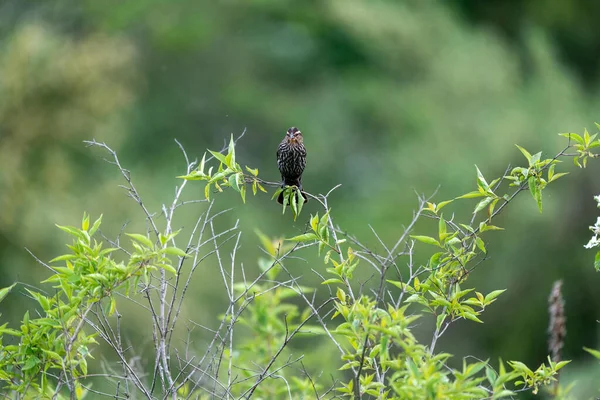 Primer Plano Pájaro Una Ramita —  Fotos de Stock