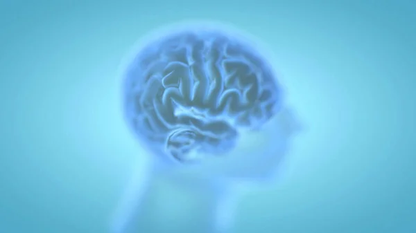 Cérebro Humano Com Contorno Cabeça Pescoço Sobre Fundo Azul — Fotografia de Stock