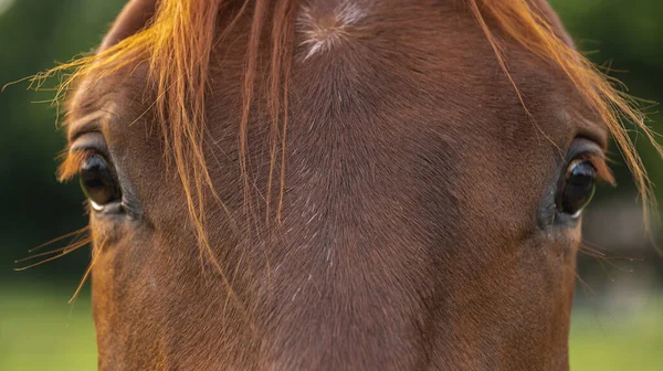 Eine Nahaufnahme Der Augen Eines Braunen Pferdes Das Die Kamera — Stockfoto