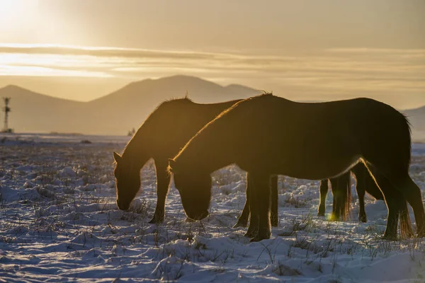 Una Hermosa Vista Atardecer Del Nevado Monte Erciyes Caballos Salvajes — Foto de Stock