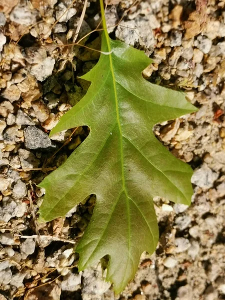 Primer Plano Vertical Una Hoja Roble Sobre Tierra — Foto de Stock