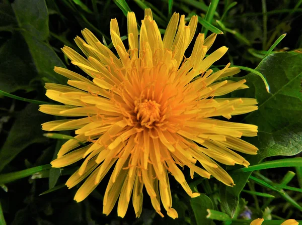 Közelkép Egy Sárga Virágzó Pitypangról — Stock Fotó