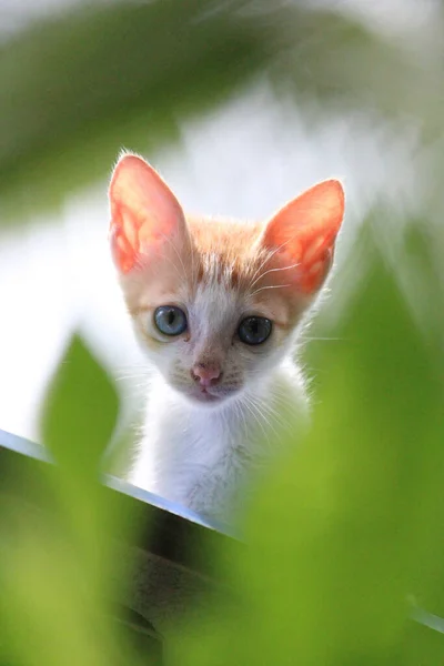 カメラを見下ろす大きな耳を持つかわいい白い子猫 — ストック写真