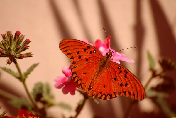 Gros Plan Beau Papillon Fritillaire Golfe Sur Une Fleur Rose — Photo