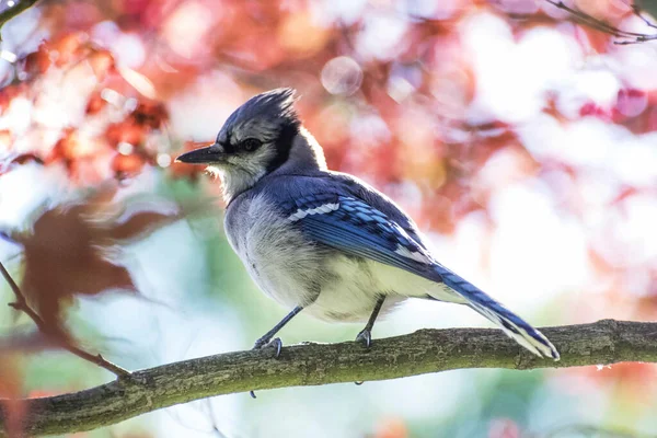 Tiro Close Pássaro Gaio Empoleirado Galho Árvore — Fotografia de Stock