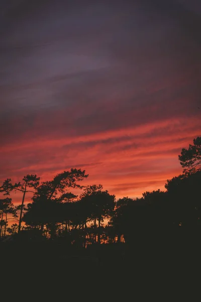 Силуэт Изображающий Деревья Поле Захватывающем Закате — стоковое фото