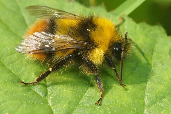 一只雄性七叶草石野蜂的特写 Bombus Campestris在花朵上授粉 — 图库照片