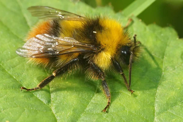 Primer Plano Macho Cleptoparásito Campo Cuco Abeja Bombus Campestris Polinizando — Foto de Stock