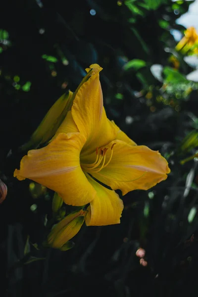 Uma Flor Licor Limão Florescendo Jardim — Fotografia de Stock