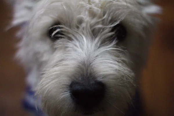 Közelkép Egy Cuki Fehér Terrier Bolyhos Kutyáról Aki Kamerába Néz — Stock Fotó