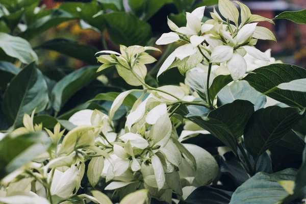 Sebuah Gambar Closeup Dari Bunga Hidrangea Panik — Stok Foto