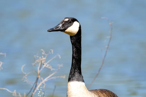 Nahaufnahme Einer Kanada Gans — Stockfoto