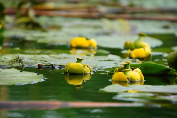 Selective Focus Shot Yellow Water Lilies Nuphar Lutea — Stock Photo, Image