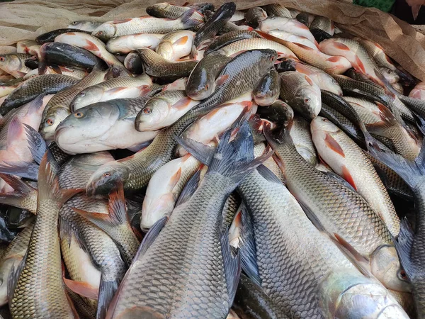 Tiro Close Peixes Tainha Recém Capturados Exibidos Mercado — Fotografia de Stock