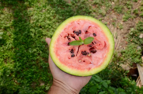 Slice Red Ripe Watermelon Mint Held Hand Out Focused Green — Stock Photo, Image