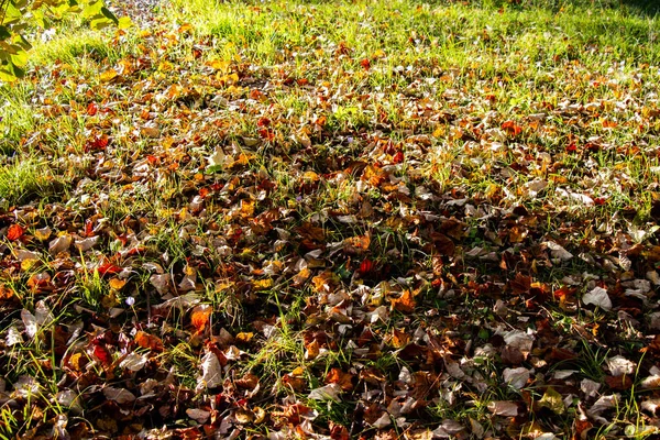 Gros Plan Feuilles Automne Sur Herbe — Photo