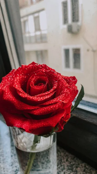 Крупним Планом Красива Яскраво Червона Троянда Краплями Води Скляній Вазі — стокове фото
