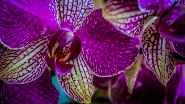 Eine Selektive Fokusaufnahme Von Mottenorchideen Mit Leuchtend Violetten Blütenblättern — Stockfoto