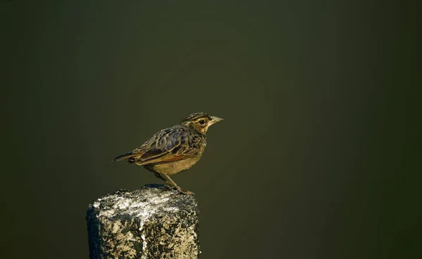 Eine Selektive Fokusaufnahme Einer Lerche Auf Holz — Stockfoto