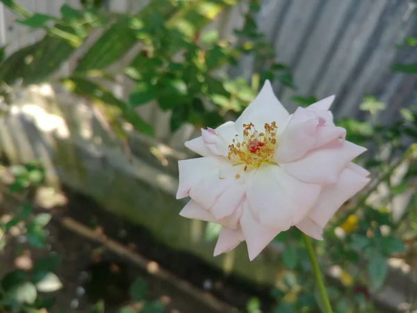 Una Vista Cerca Hermosas Flores Con Pétalos Blancos Que Crecen — Foto de Stock