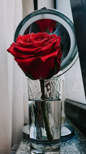 Close Uma Bela Rosa Vermelha Brilhante Com Gotas Água Vaso — Fotografia de Stock