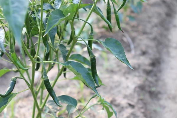 Veduta Peperoncino Verde Sull Albero Dell Azienda Raccolto — Foto Stock