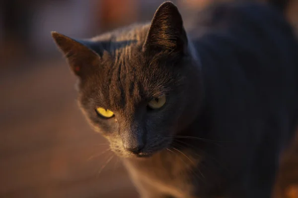 Arkaplanı Bulanık Koyu Sarı Gözlü Gri Bir Kedi — Stok fotoğraf