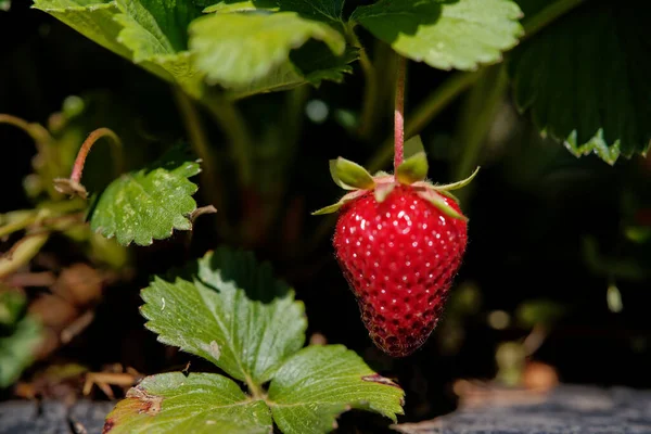 在阳光灿烂的日子里 花园里种着一棵草莓 这是一张特写照片 — 图库照片