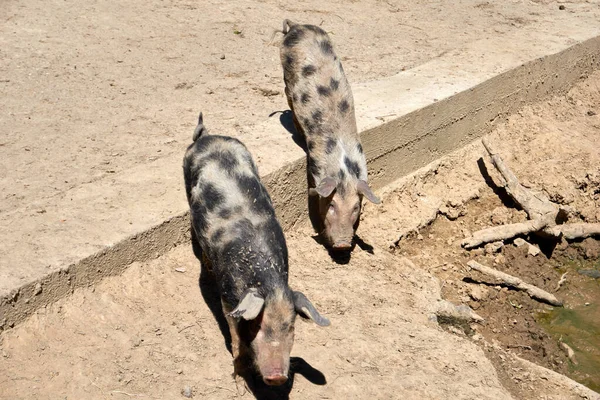 Una Vista Alto Ángulo Cerdos Manchados Vagando Por Granja — Foto de Stock