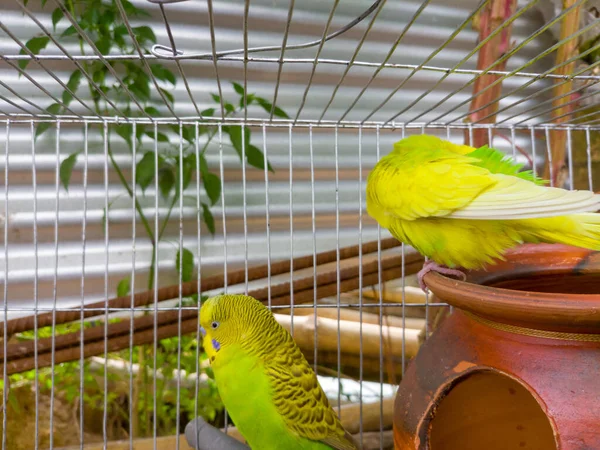 Primo Piano Budgerigars Una Gabbia — Foto Stock